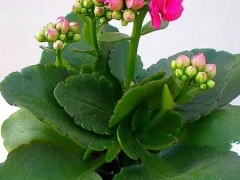 盆栽长寿花怎么养