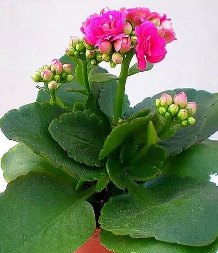 盆栽长寿花怎么养