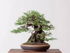怎么给盆栽翻盆换土