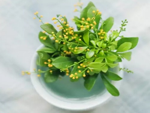 盆栽米兰花掉叶子怎么办