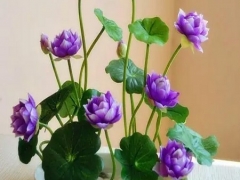 荷花盆栽养护要点