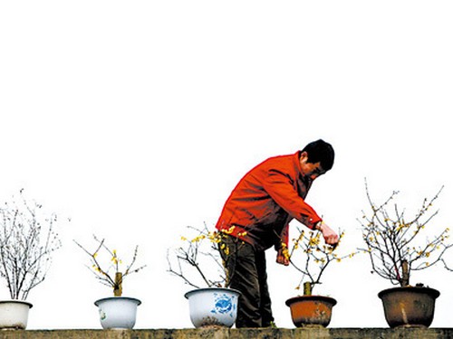 盆栽腊梅花怎么养