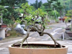 雀梅盆景的养护知识