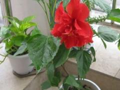 盆栽木芙蓉花怎么养