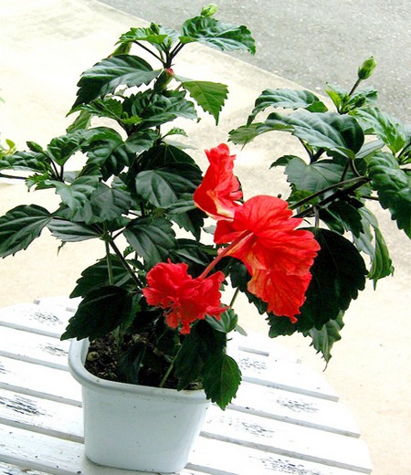 木芙蓉的养殖方法和注意事项