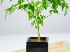 幸福树盆栽养护方法