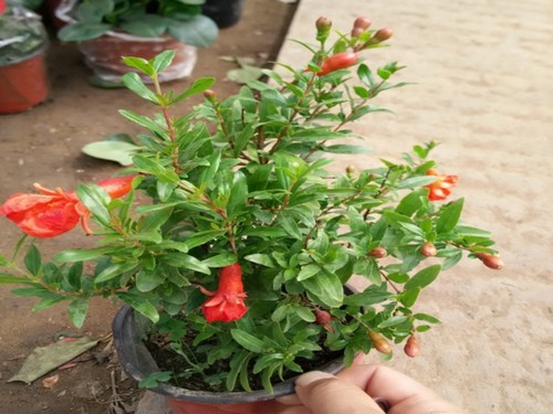 盆栽石榴花的养殖方法