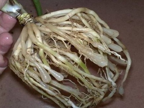 吊兰怎么换盆3