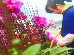 家庭盆栽蝴蝶兰花期养护技巧