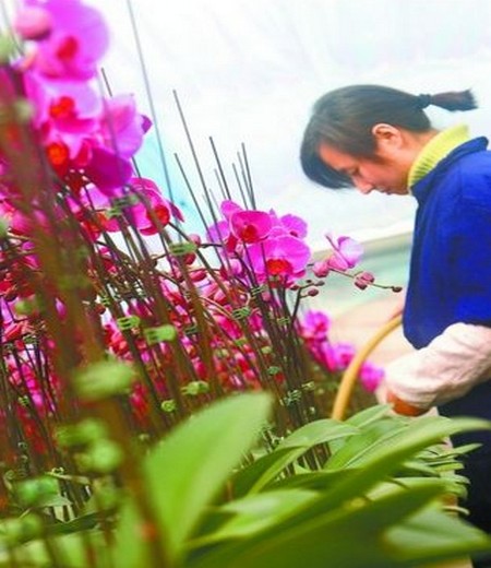 家庭盆栽蝴蝶兰花期养护技巧