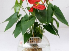 红掌怎么水培养殖（方法）