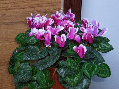 仙客来促花技术