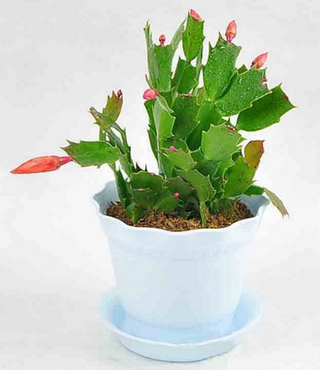 蟹爪兰怎么样开花-花期养护
