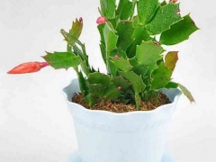 蟹爪兰怎么样开花-花期养护
