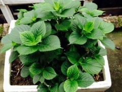 绣球花怎么不开花？绣球花不开花原因