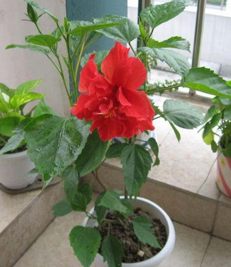 扶桑花盆景图片