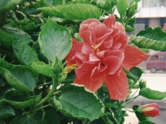 扶桑花叶子卷曲和变黄怎么办