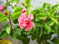 扶桑花叶子发黄、掉叶的原因