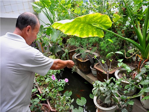 盆栽凌霄花的养殖方法