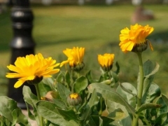 金盏花（金盏菊）的养殖方法