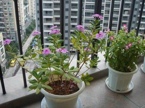 盆栽长春花叶子发黄怎么办