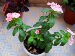 长春花的养殖方法和注意事项