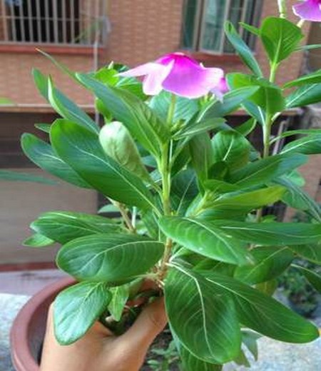 长春花的养殖技术