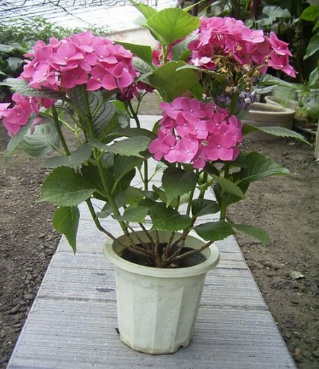 盆栽八仙花（绣球花）图片