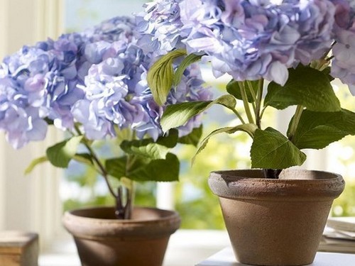 绣球花/八仙花盆景图片