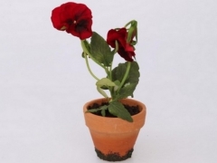 盆栽蝴蝶花怎么养
