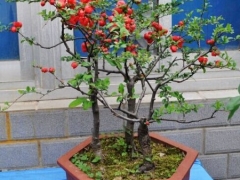 贴梗海棠盆景的养殖方法