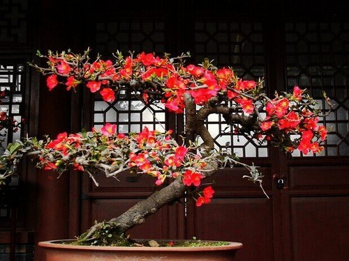 贴梗海棠盆景养护方法