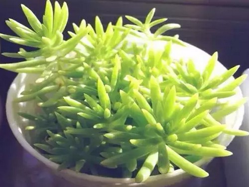 盆栽佛甲草图片