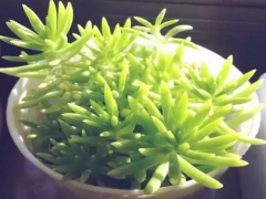 盆栽佛甲草养护管理方法