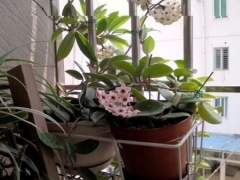 球兰花养殖只之得慢的原因