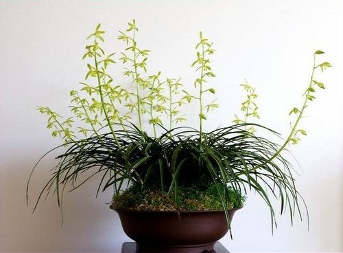 兰花盆景养护管理方法