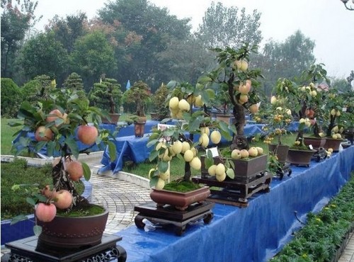 苹果盆景养护管理技巧