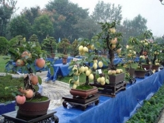 苹果盆景养护管理技巧