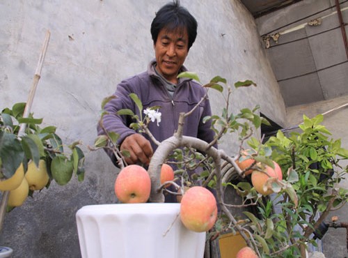 苹果盆景花果管理技巧