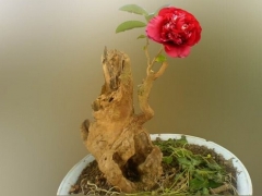 茶花盆景掉叶的处理