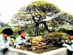 雀梅盆景养护要点及注意事项