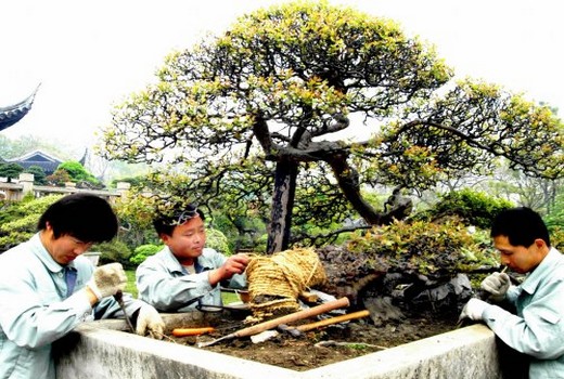 雀梅盆景养护要点及注意事项