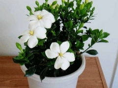栀子花盆景养护管理方法