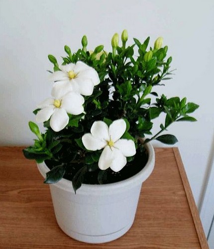 栀子花盆景养护管理方法