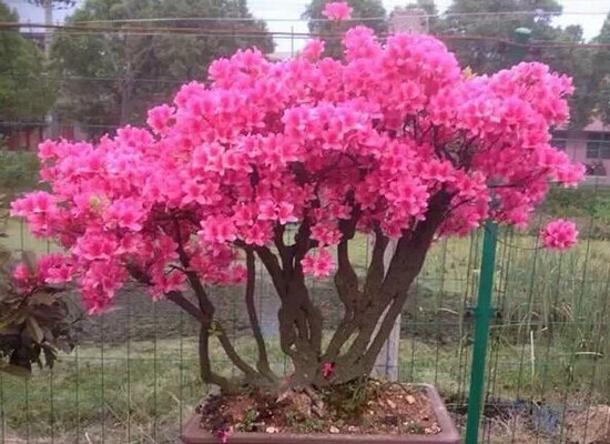 杜鹃花盆景常规养护管理方法5