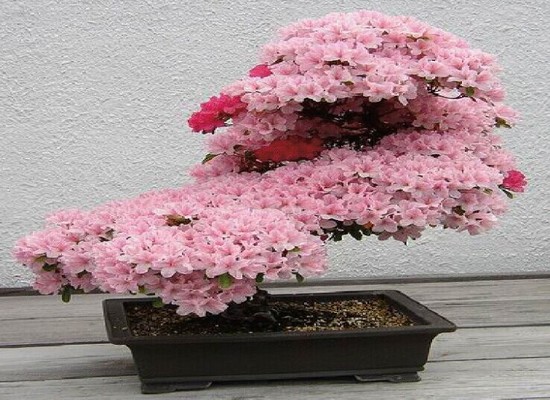 杜鹃花盆景常规养护管理方法7
