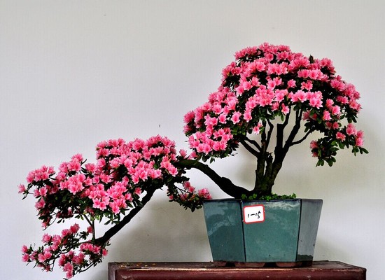 杜鹃花盆景常规养护管理方法9
