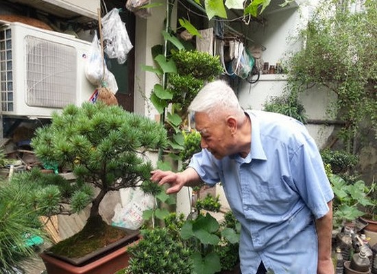 盆栽五针松盛夏季节养护管理技巧