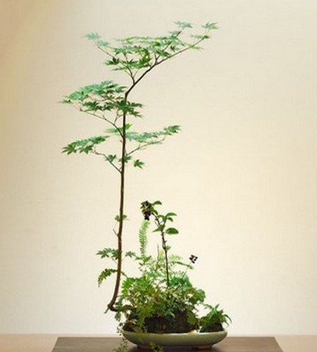 盆景中的杂草有没有必要拔除1