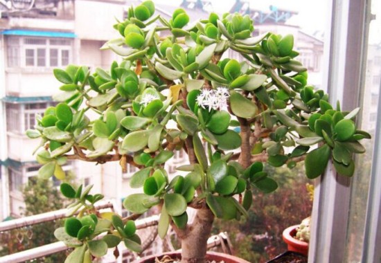 玉树花盆景养护管理方法3